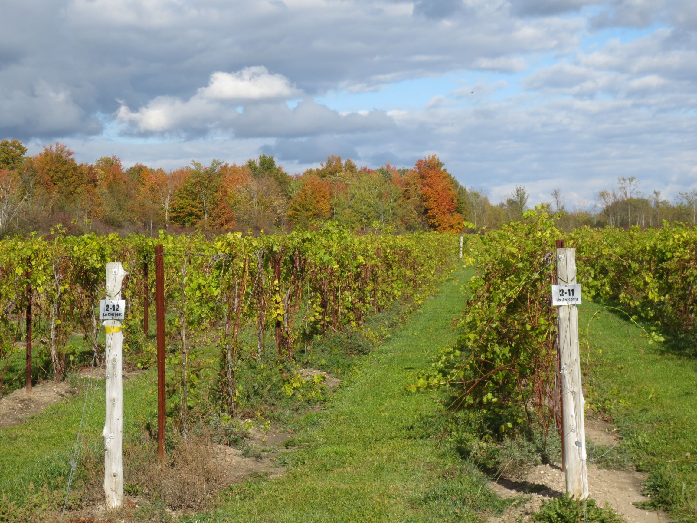 Coyote Moon vineyard